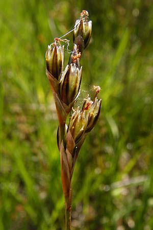 Juncus squarrosus \ Sparrige Binse / Heath Rush, D Ober-Roden 17.6.2015