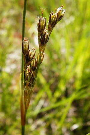 Juncus squarrosus \ Sparrige Binse / Heath Rush, D Ober-Roden 17.6.2015