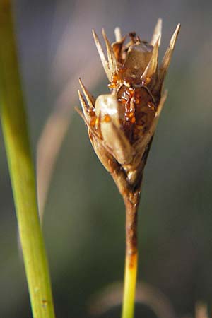 Juncus tenuis \ Zarte Binse / Slender Rush, D Odenwald, Erbach 1.10.2012