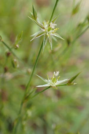 Juncus tenuis \ Zarte Binse / Slender Rush, D Schwarzwald/Black-Forest, Unterstmatt 4.8.2016