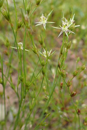 Juncus tenuis \ Zarte Binse / Slender Rush, D Schwarzwald/Black-Forest, Unterstmatt 4.8.2016