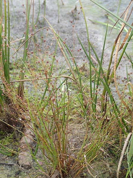 Juncus tenageia \ Schlamm-Binse, Sand-Binse / Sand Rush, D Hassloch 22.9.2016