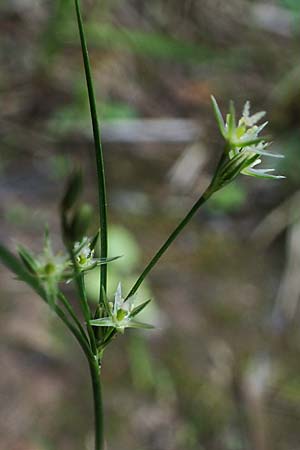 Juncus tenuis \ Zarte Binse / Slender Rush, D Pfalz, Speyer 15.6.2021
