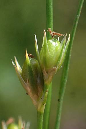 Juncus tenuis \ Zarte Binse / Slender Rush, D Mannheim 29.8.2024