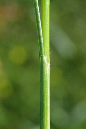Juncus tenuis \ Zarte Binse / Slender Rush, D Mannheim 29.8.2024