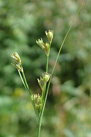 Juncus tenuis \ Zarte Binse / Slender Rush, D Mannheim 29.8.2024