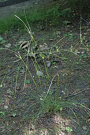 Juncus tenuis \ Zarte Binse / Slender Rush, D Duisburg 20.6.2025