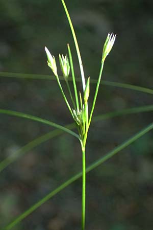 Juncus tenuis \ Zarte Binse / Slender Rush, D Duisburg 20.6.2025