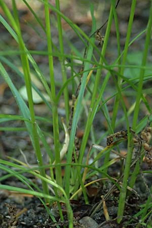 Juncus tenuis \ Zarte Binse / Slender Rush, D Duisburg 20.6.2025