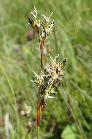 Juncus squarrosus \ Sparrige Binse / Heath Rush, D Schwarzwald/Black-Forest, Feldberg 10.7.2016
