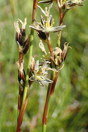 Juncus squarrosus \ Sparrige Binse / Heath Rush, D Schwarzwald/Black-Forest, Feldberg 10.7.2016