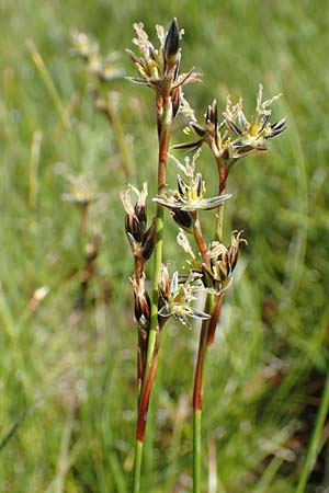 Juncus squarrosus \ Sparrige Binse / Heath Rush, D Schwarzwald/Black-Forest, Feldberg 10.7.2016