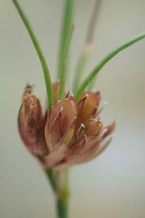 Juncus bulbosus \ Zwiebel-Binse / Bulbous Rush, D Hanhofen 22.9.2016
