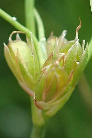 Juncus bulbosus \ Zwiebel-Binse / Bulbous Rush, D Hanhofen 22.9.2016