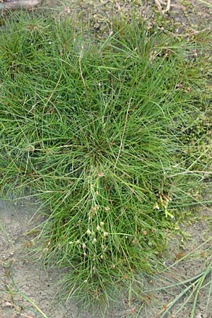 Juncus bulbosus \ Zwiebel-Binse / Bulbous Rush, D Hanhofen 22.9.2016