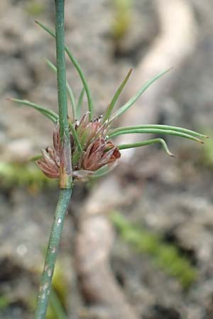 Juncus bulbosus \ Zwiebel-Binse / Bulbous Rush, D Hassloch 22.9.2016