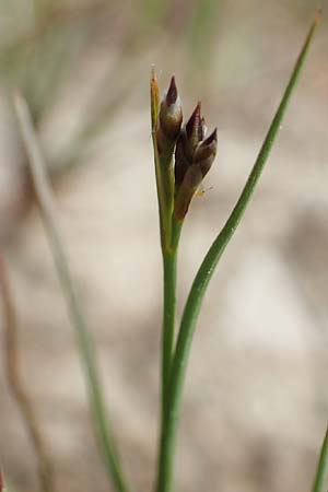 Juncus tenageia \ Schlamm-Binse, Sand-Binse / Sand Rush, D Drover Heide 24.5.2018