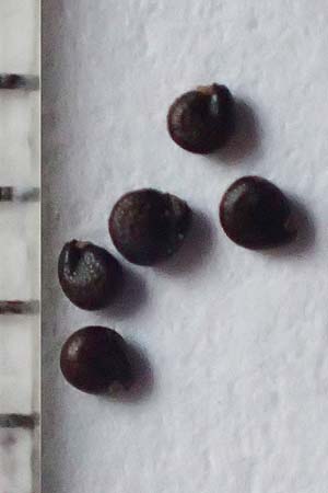 Portulaca oleracea s.str. \ Glattfr&uuml;chtiger Portulak / Smooth-Fruited Purslane, D J&uuml;lich 24.1.2019