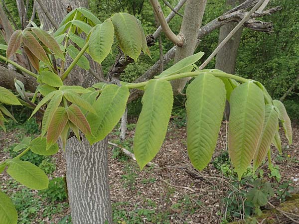 Juglans cinerea / Butter Nut, White Walnut, D Gernsheim 8.5.2021
