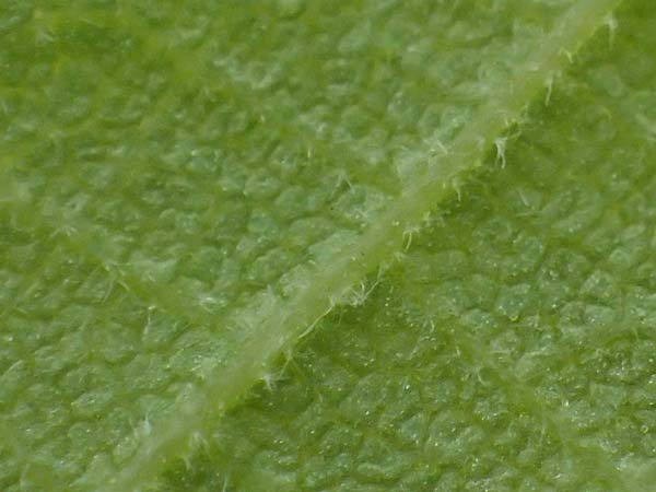 Juglans cinerea / Butter Nut, White Walnut, D Gernsheim 8.5.2021