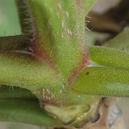 Juglans cinerea / Butter Nut, White Walnut, D Gernsheim 8.5.2021