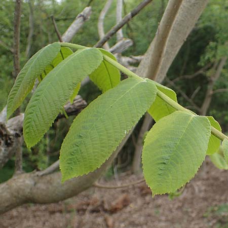 Juglans cinerea / Butter Nut, White Walnut, D Gernsheim 8.5.2021
