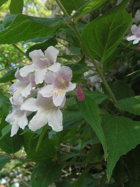 Kolkwitzia amabilis / Beauty Bush, D Rastatt 28.4.2007
