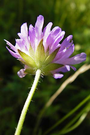 Knautia arvensis \ Acker-Witwenblume / Field Scabious, D N&ouml;rdlingen 10.7.2015