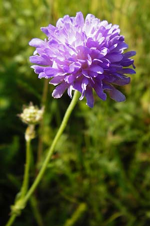 Knautia arvensis \ Acker-Witwenblume / Field Scabious, D N&ouml;rdlingen 10.7.2015