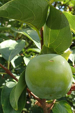 Diospyros kaki \ Kaki-Pflaume, D Weinheim an der Bergstra&szlig;e, Botan. Gar.  Hermannshof 20.8.2018