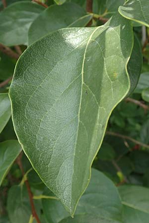 Diospyros kaki \ Kaki-Pflaume, D Weinheim an der Bergstra&szlig;e, Botan. Gar.  Hermannshof 20.8.2018