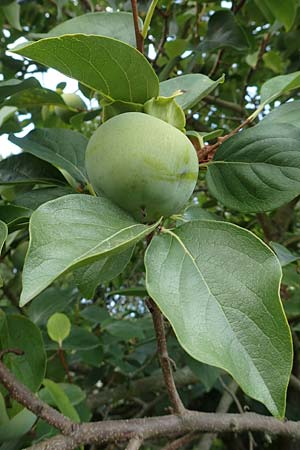 Diospyros kaki \ Kaki-Pflaume, D Weinheim an der Bergstra&szlig;e, Botan. Gar.  Hermannshof 20.8.2018