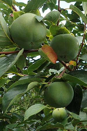 Diospyros kaki \ Kaki-Pflaume, D Weinheim an der Bergstra&szlig;e, Botan. Gar.  Hermannshof 20.8.2018