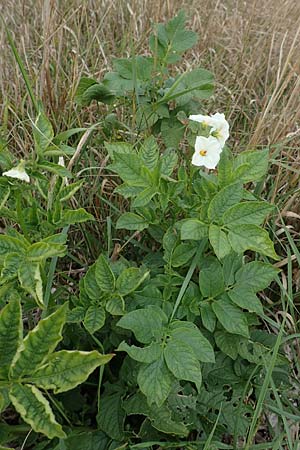 Solanum tuberosum \ Kartoffel / Potato, D Celle 24.8.2018