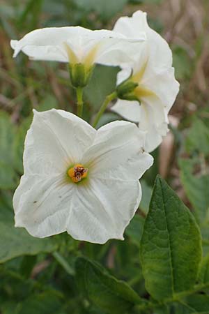 Solanum tuberosum \ Kartoffel / Potato, D Celle 24.8.2018
