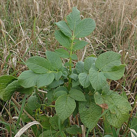 Solanum tuberosum \ Kartoffel / Potato, D Celle 24.8.2018