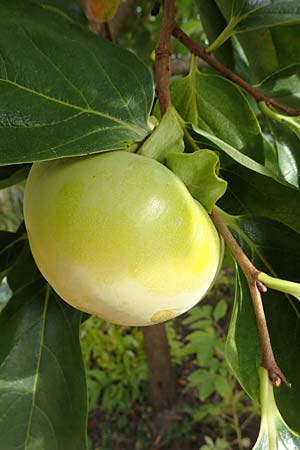 Diospyros kaki \ Kaki-Pflaume, D Weinheim an der Bergstra&szlig;e, Botan. Gar.  Hermannshof 22.10.2020