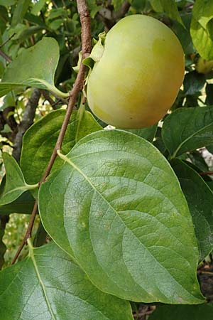 Diospyros kaki \ Kaki-Pflaume, D Weinheim an der Bergstra&szlig;e, Botan. Gar.  Hermannshof 22.10.2020