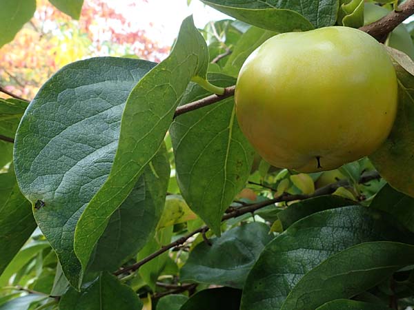 Diospyros kaki \ Kaki-Pflaume, D Weinheim an der Bergstra&szlig;e, Botan. Gar.  Hermannshof 22.10.2020