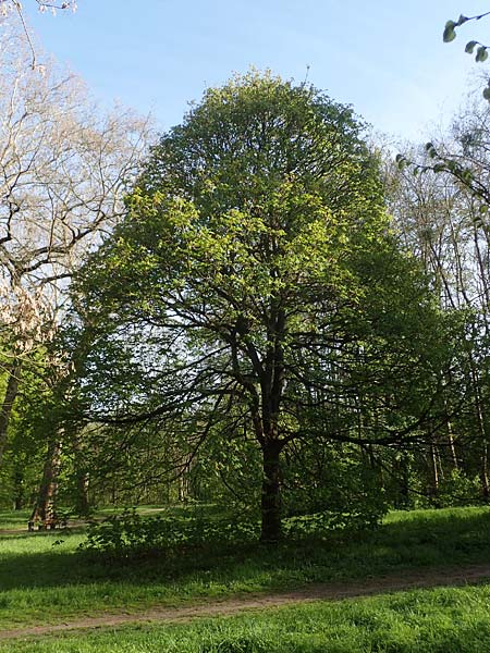 Aesculus hippocastanum x pavia \ Rote Ross-Kastanie, Scharlach-Kastanie / Red Horse Chestnut, D Mannheim 22.4.2021