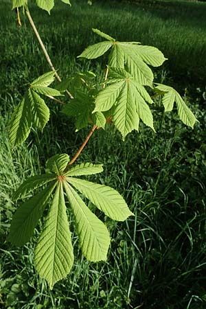 Aesculus hippocastanum x pavia \ Rote Ross-Kastanie, Scharlach-Kastanie / Red Horse Chestnut, D Mannheim 22.4.2021