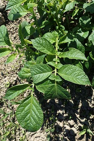 Solanum tuberosum \ Kartoffel / Potato, D Rheinau 1.6.2021