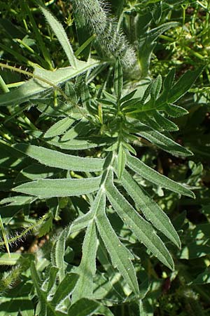 Knautia arvensis \ Acker-Witwenblume / Field Scabious, D Neuleiningen 13.6.2021