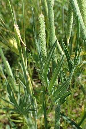 Knautia arvensis \ Acker-Witwenblume / Field Scabious, D Neuleiningen 13.6.2021