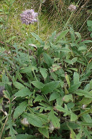 Knautia arvensis \ Acker-Witwenblume / Field Scabious, D Hohwacht 13.9.2021