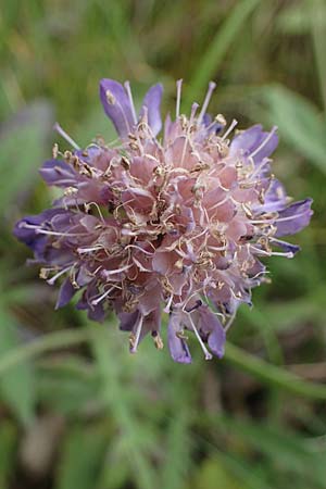 Knautia arvensis \ Acker-Witwenblume / Field Scabious, D Hohwacht 13.9.2021
