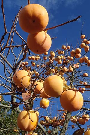 Diospyros kaki \ Kaki-Pflaume, D Weinheim an der Bergstra&szlig;e, Botan. Gar.  Hermannshof 6.11.2022