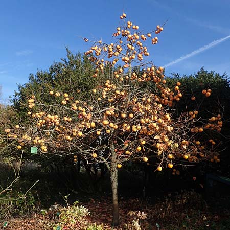 Diospyros kaki \ Kaki-Pflaume, D Weinheim an der Bergstra&szlig;e, Botan. Gar.  Hermannshof 6.11.2022