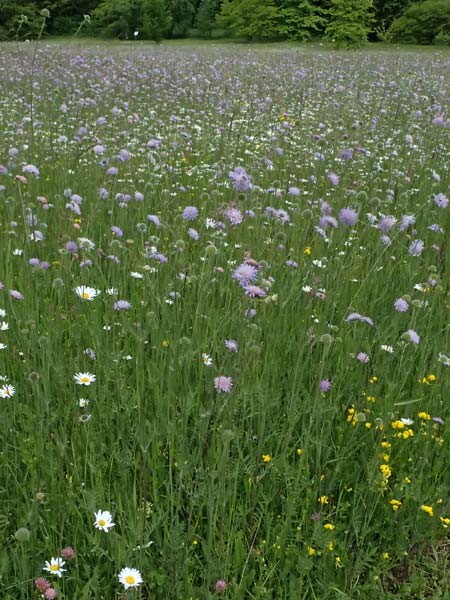 Knautia arvensis \ Acker-Witwenblume / Field Scabious, D Botan. Gar.  Universit.  Ulm 26.5.2025