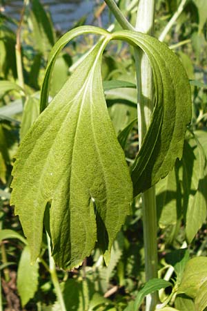 Rudbeckia laciniata \ Schlitzbl�ttriger Sonnenhut, Hoher Sonnenhut / Cutweed Coneflower, D Runkel an der Lahn 1.8.2015